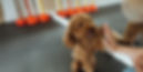 A labradoodle dog high fives it's owner