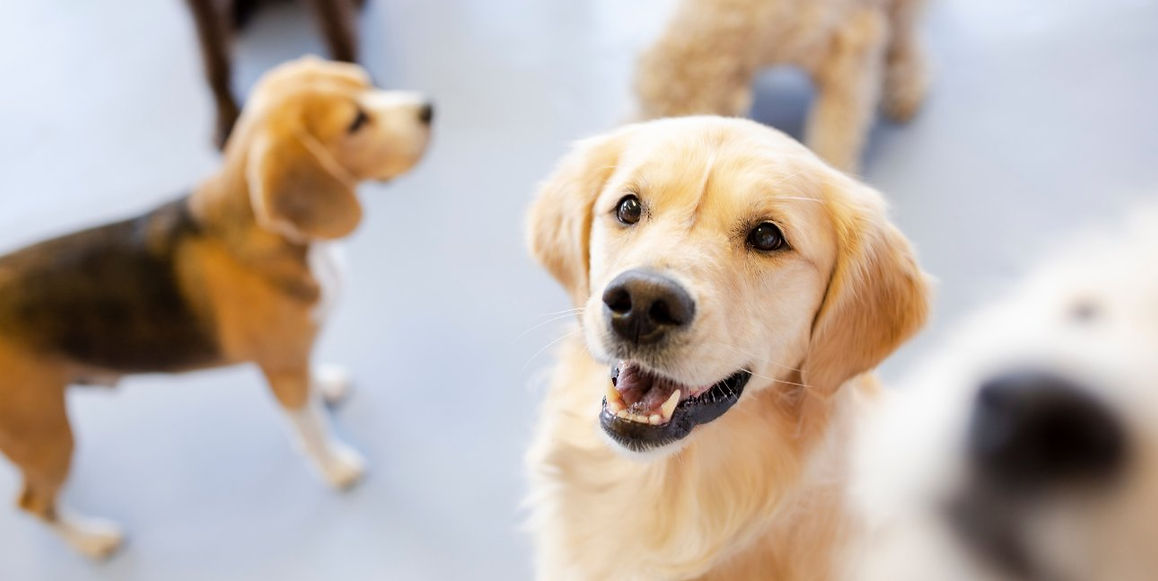 Dog Daycare in Surrey.jpg