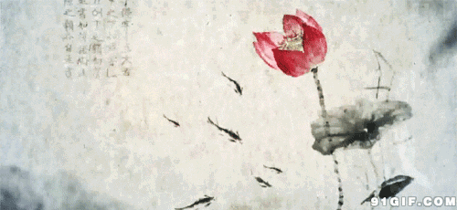 荷花綻放  滋潤人心.gif