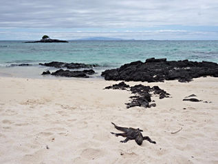 Improving tourist services in Galapagos