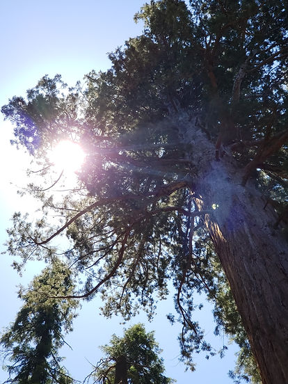 2020-07-09 12.14.28.jpg