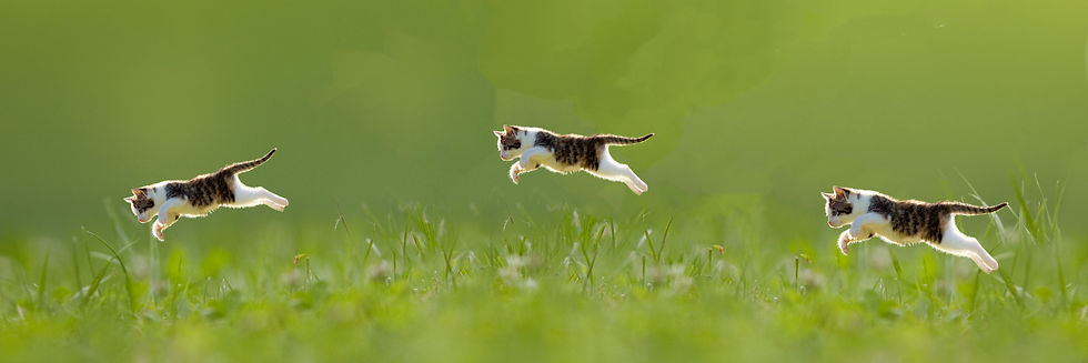 CatBander_edited.jpg