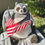 Thumbnail: Large Skrapskog sitting holding American flags