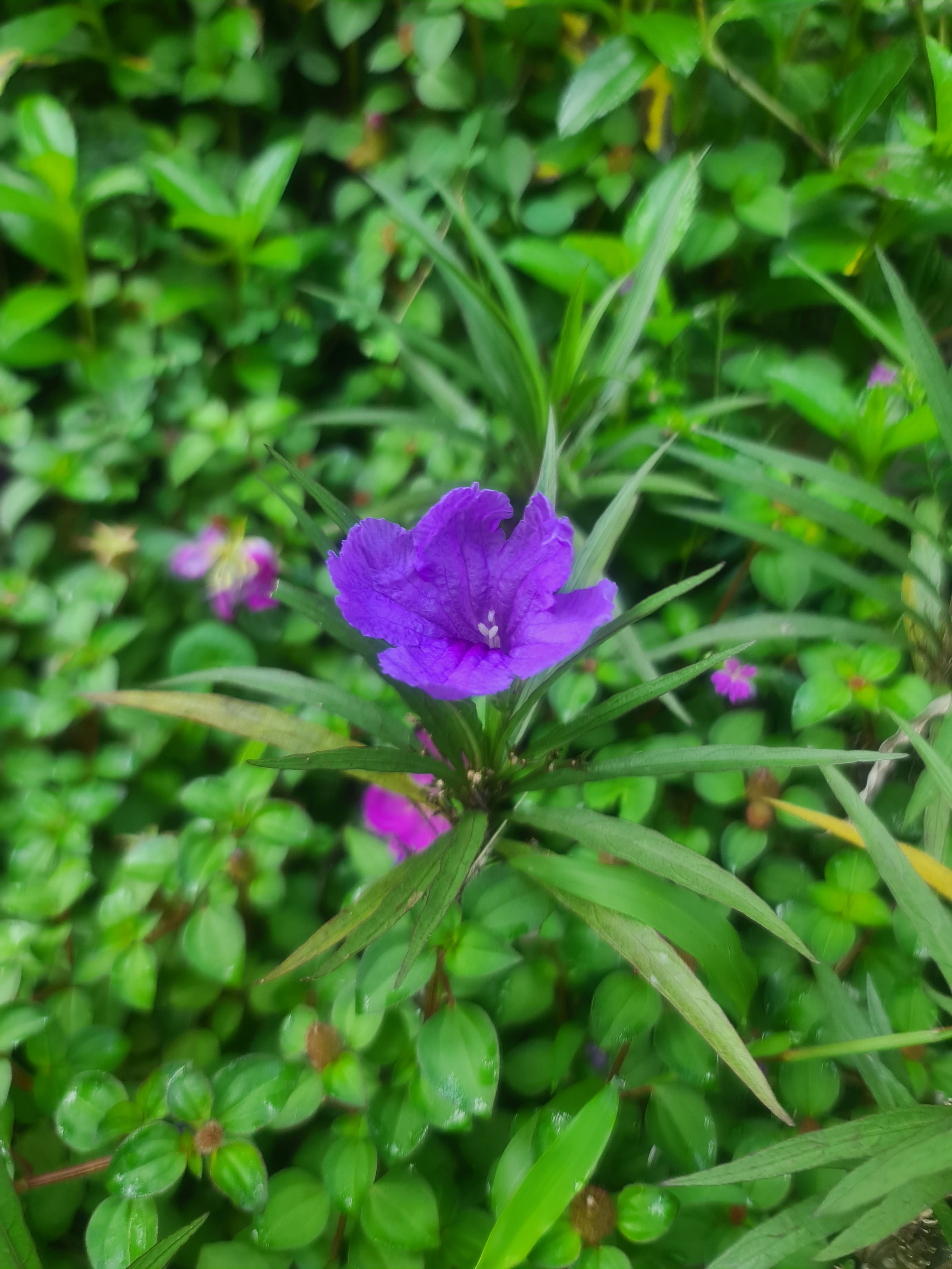 Mexican Petunia Dwarf
