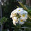 Thumbnail: White Frangipani