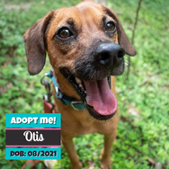 Adopt_Otis.png