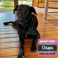 Adopt_Chispa.png