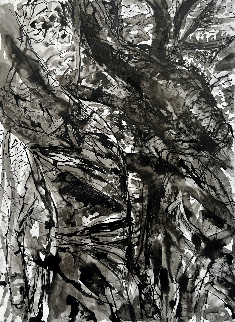Ficus Benghalensis #1 (sumi ink on paper 11X14)
