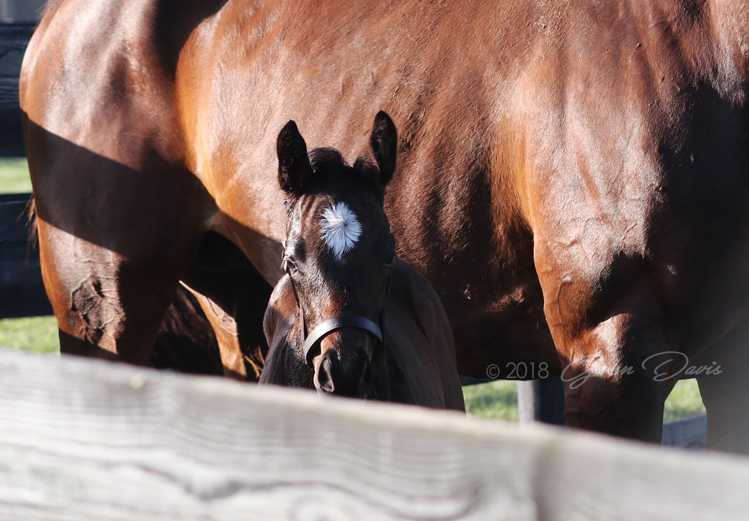 Woodford Thoroughbreds