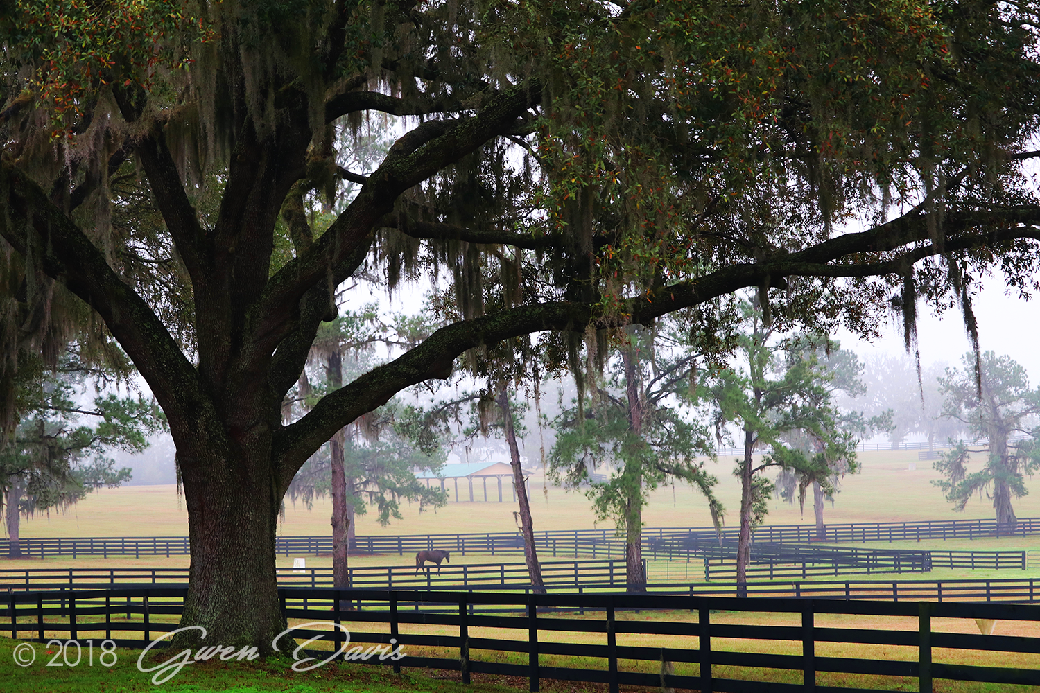 Woodford Thoroughbreds