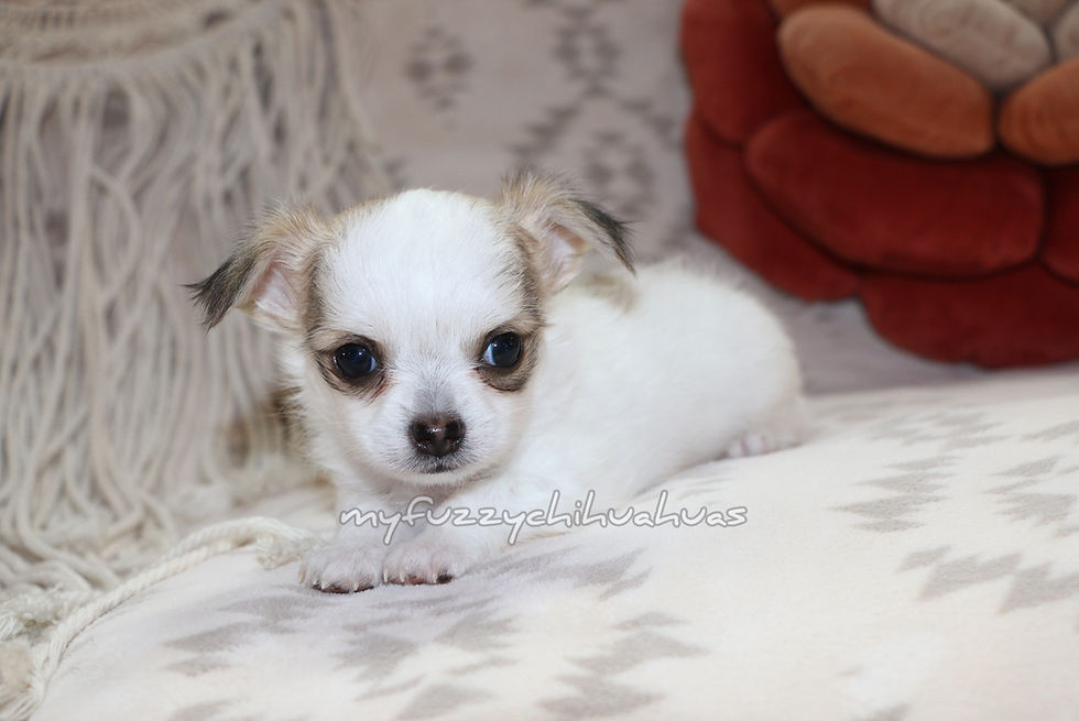 blue and white puppy