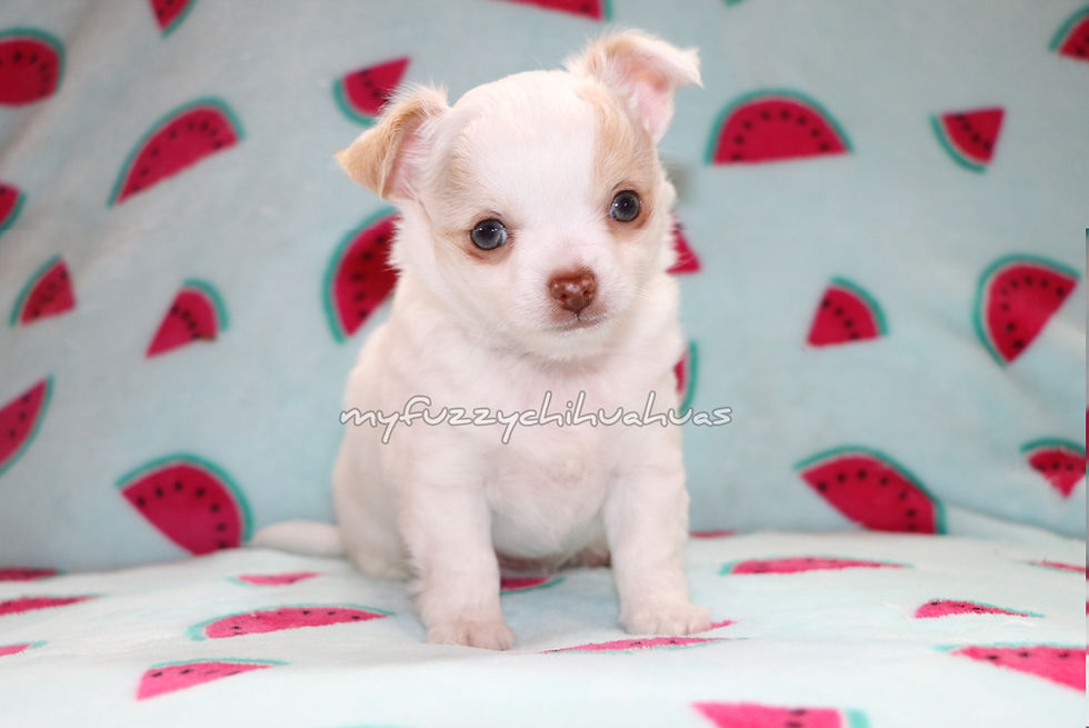 Thumbnail: white and cream puppy