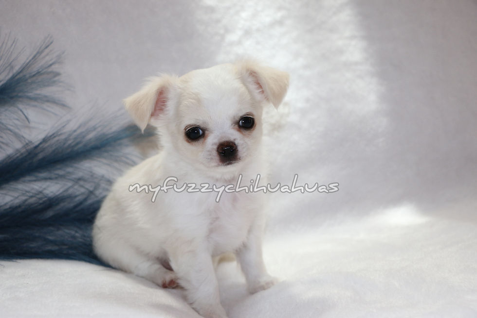 Thumbnail: cream and white puppy