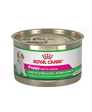 Chihuahua puppy for sale 