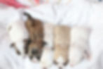 chihuahua puppies on blue and white blanket