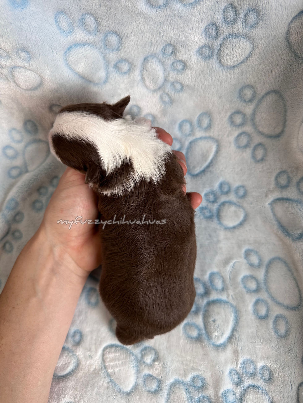 Thumbnail: Chihuahua Puppy For Sale