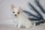 Thumbnail: cream and white puppy