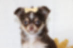 chocolate and tan chihuahua for sale Indiana