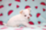 white and cream puppy
