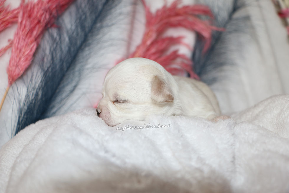 Thumbnail: Chihuahua Puppy For Sale