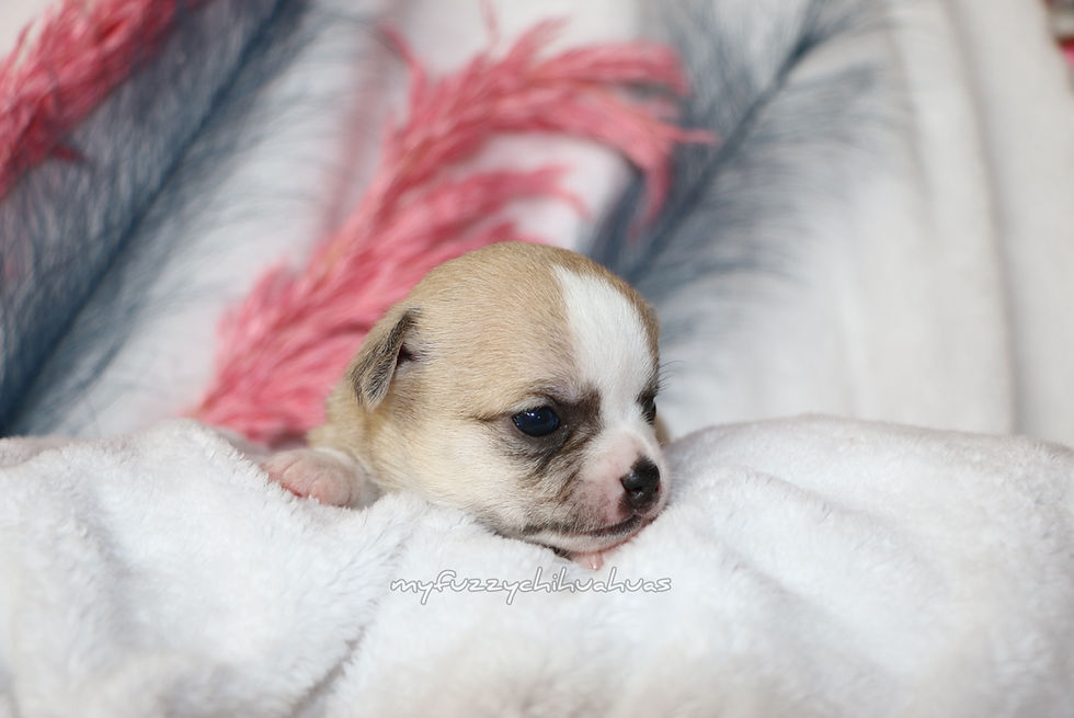 Chihuahua Puppy For Sale