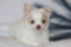 cream and white puppy