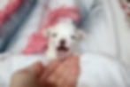 white and tan chihuahua