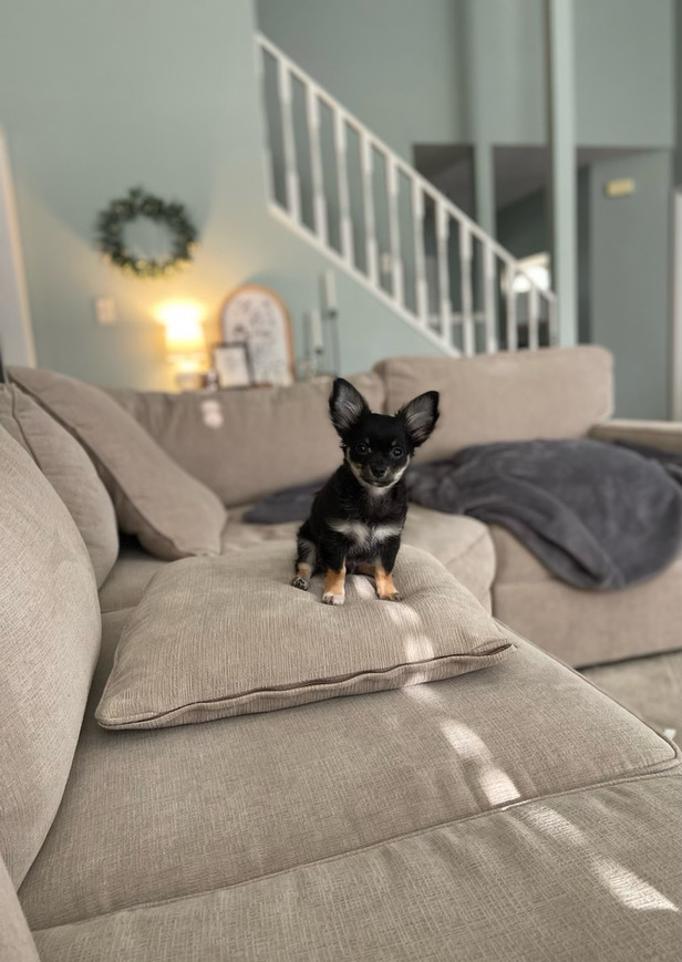A Black Dog Sitting on a Tan Couch