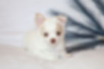 cream and white puppy
