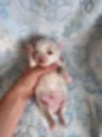 Chihuahua Puppy For Sale