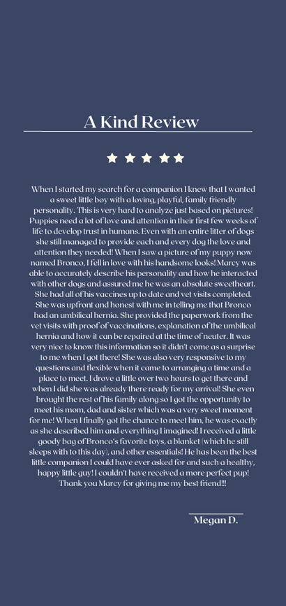 Two Dogs Laying in a Grey Pillow