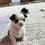 Thumbnail: chocolate and white chihuahua
