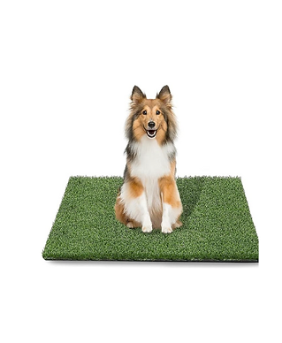 Chihuahua puppy for sale 