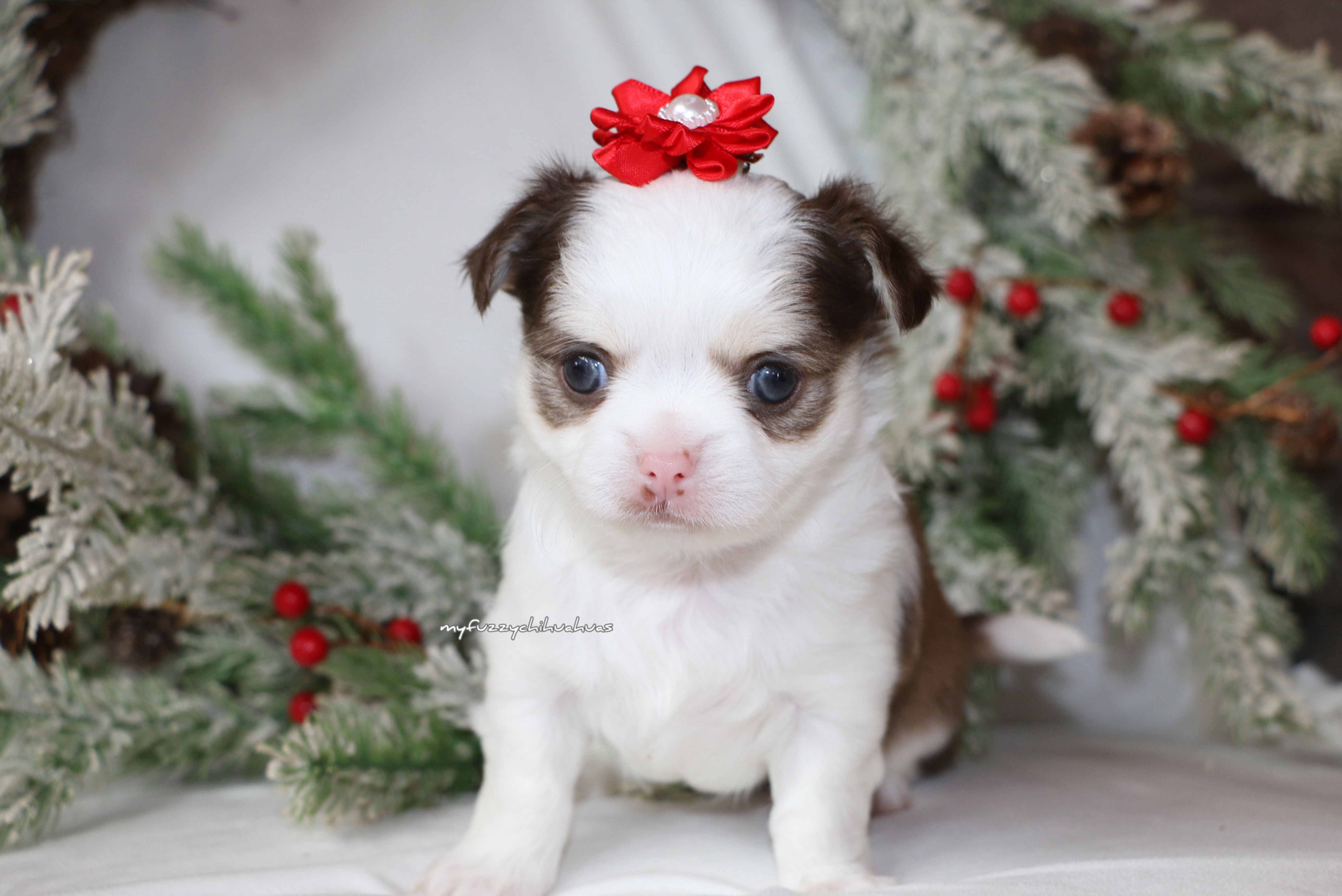 chocolate and white chihuahua