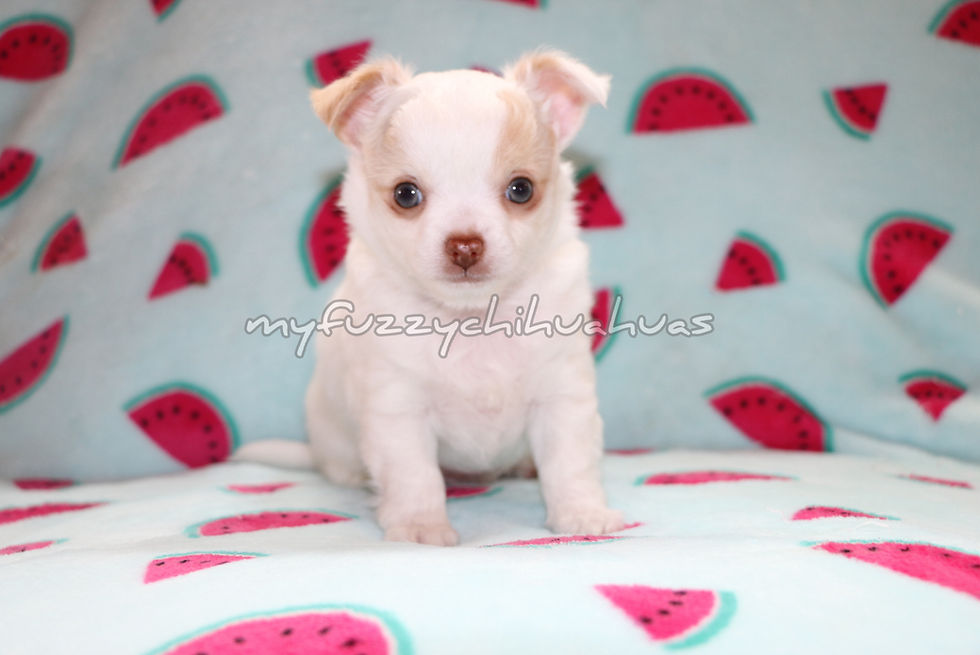Thumbnail: white and cream puppy