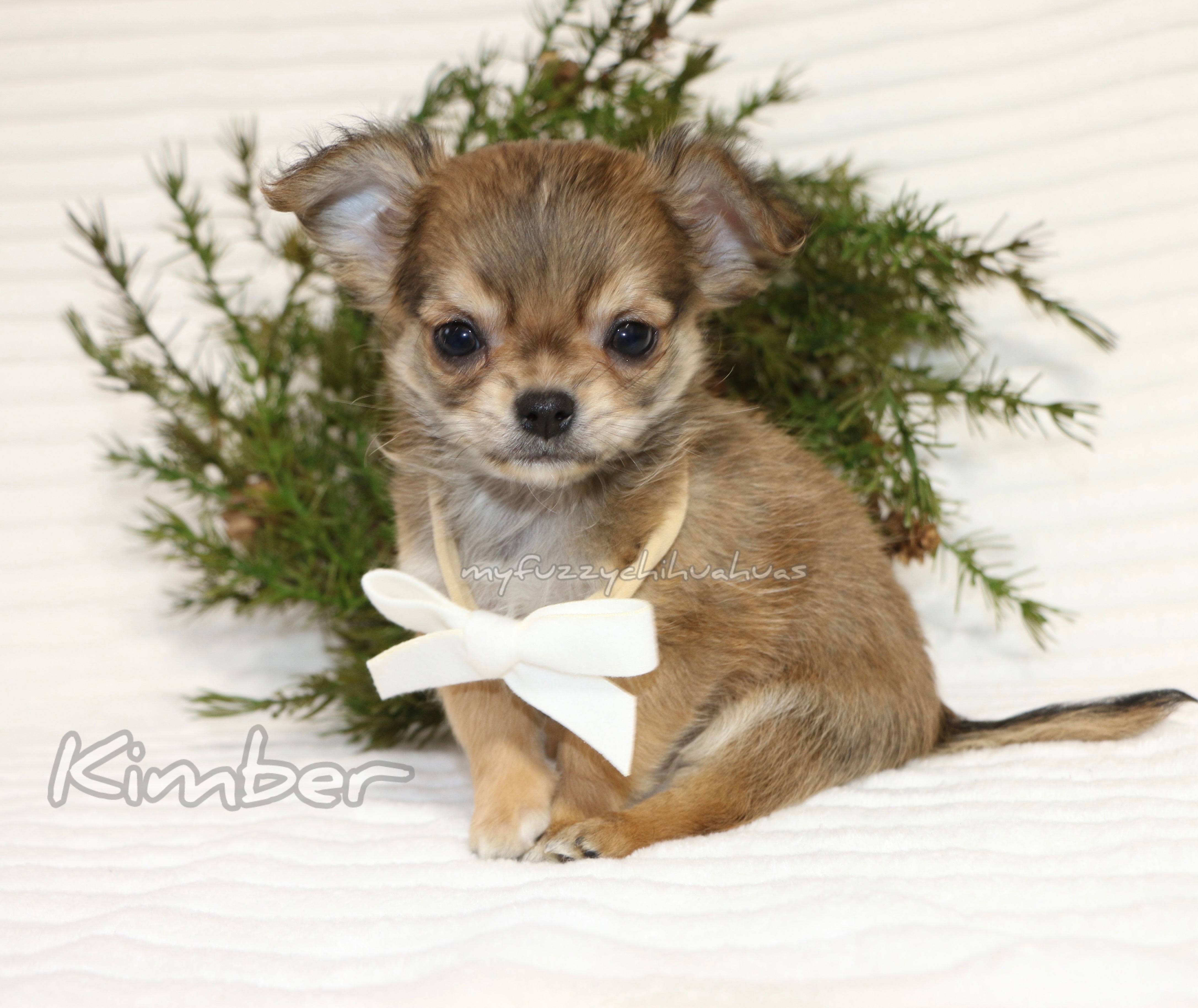 My Fuzzy Chihuahaus logo