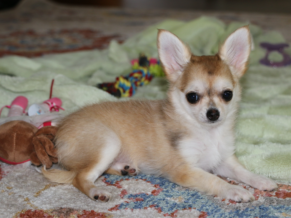 cream merle female chihuahua