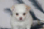 cream and white puppy