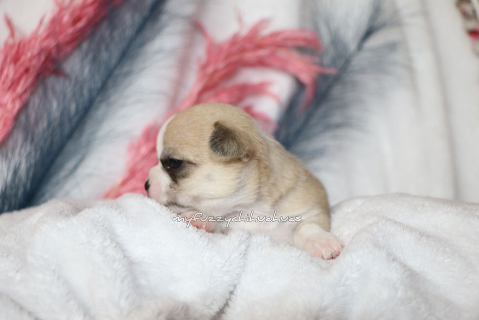 Thumbnail: Chihuahua Puppy For Sale