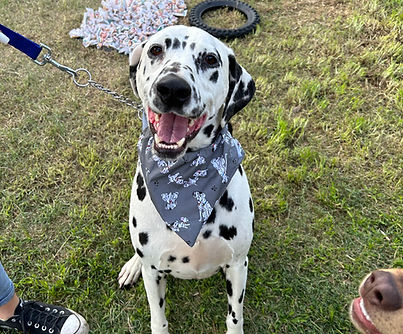 Dalmatian Oggie