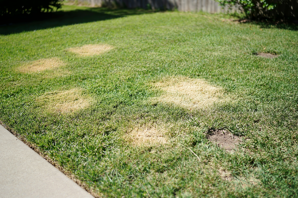 How NWA Heat Stress Is Killing Your Lawn (And What to Do About It)