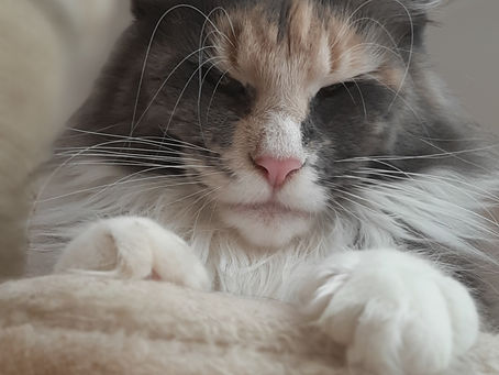 Eine Verpaarung hat stattgefunden 🍼🍼🍼🍼