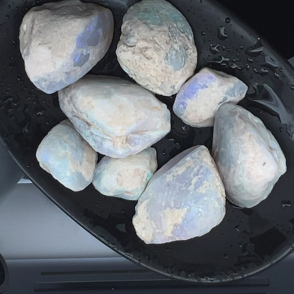 Thumbnail: Eight Opalised Shell Fossils REDUCED!
