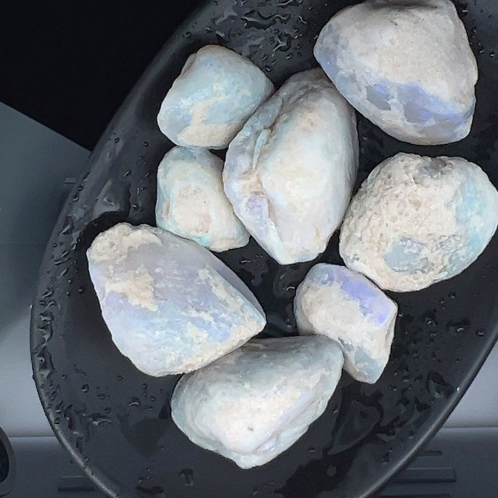 Thumbnail: Eight Opalised Shell Fossils REDUCED!