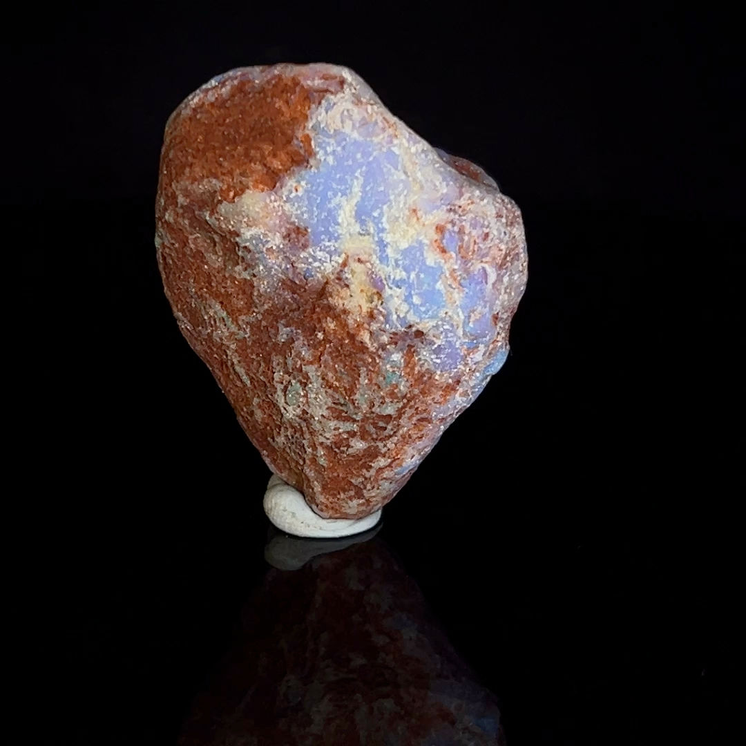 Opalisiertes Pippi-Muschelfossil