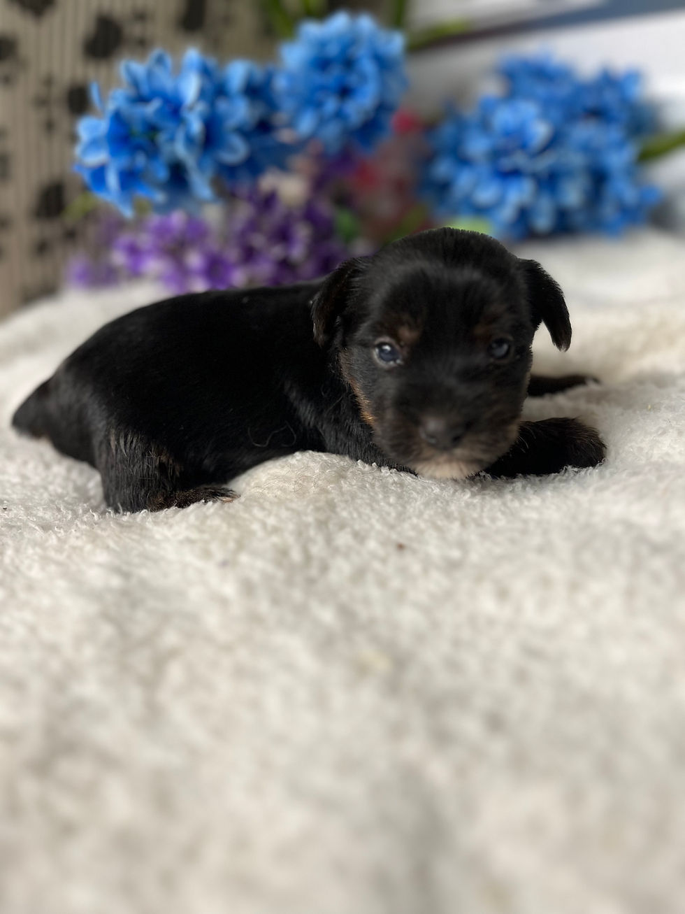 Thumbnail: Crusoe black and tan parti Yorkie 