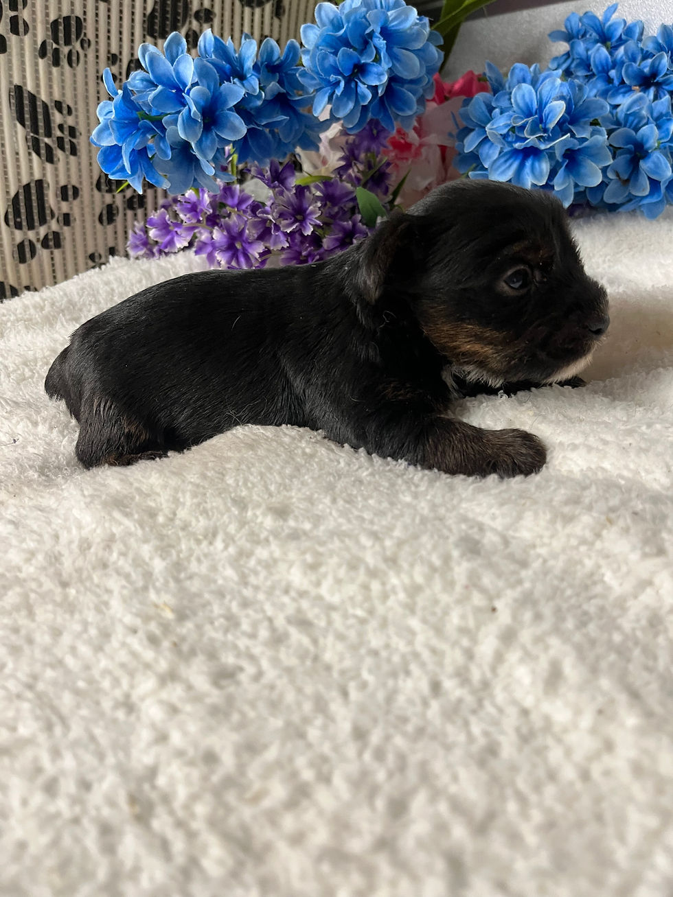 Thumbnail: Crusoe black and tan parti Yorkie 