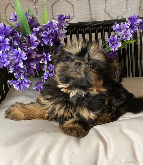 use dobie shih tzu.jpg