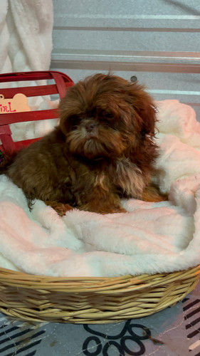 AKC Kendall. female small shih tzu | Silver Bells