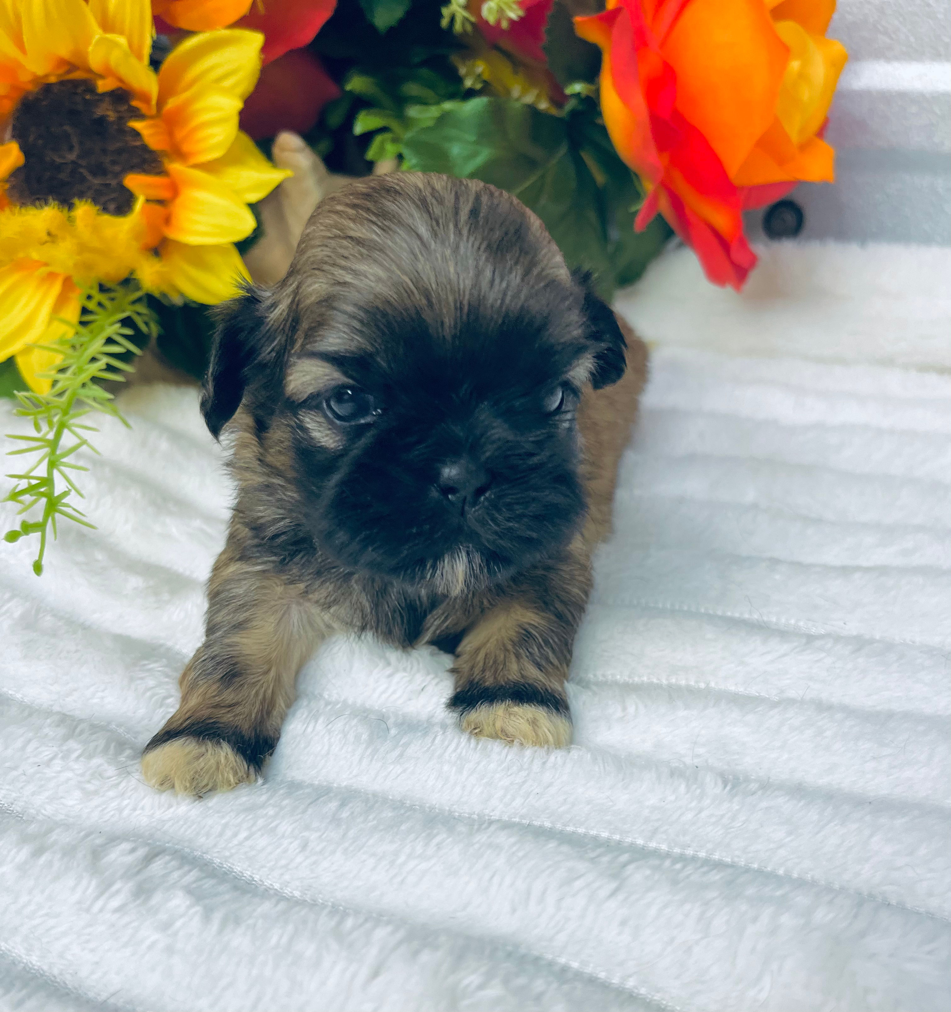 Cece solid brindle with white accent’s shih tzu female